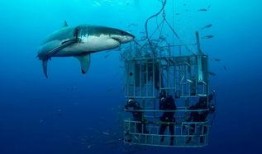 海洋爆料大白鲨事件视频,大白鲨神秘事件视频曝光